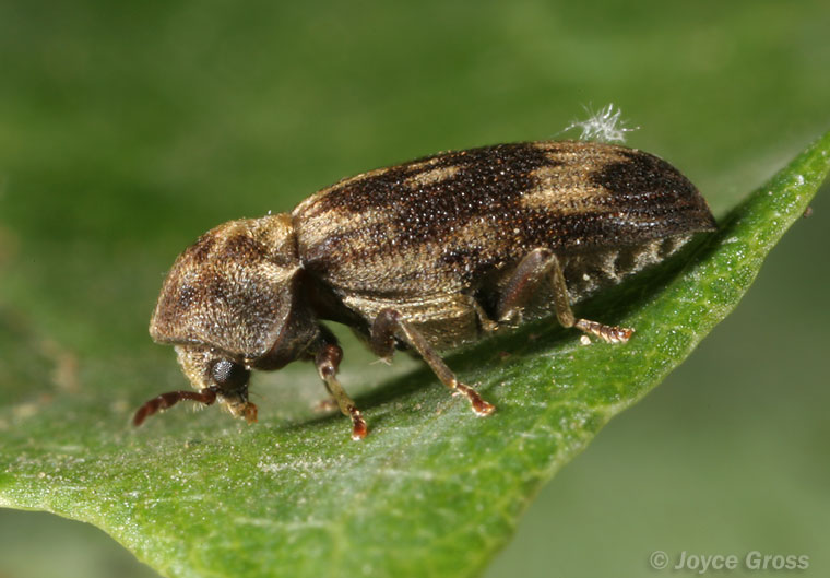 Hadrobregmus notatus