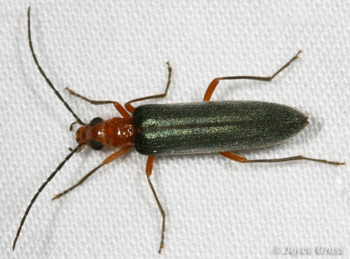 Xanthochroa californica