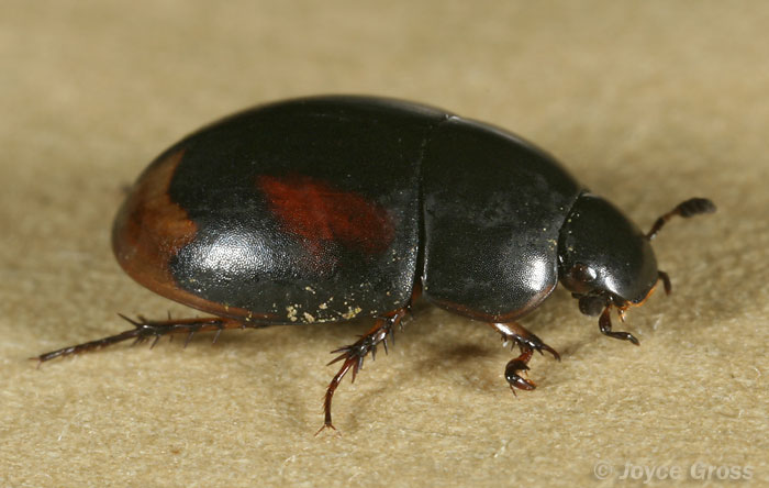 Sphaeridium scarabaeoides