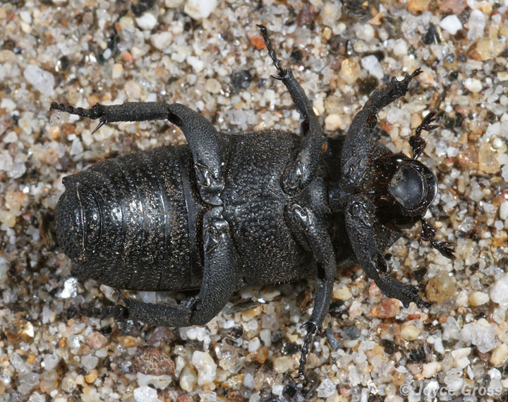 Cremastocheilus quadratus