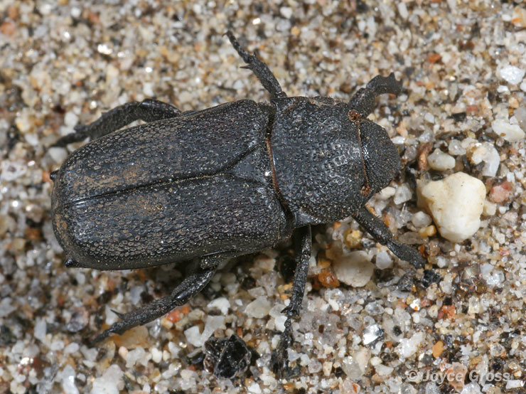 Cremastocheilus quadratus