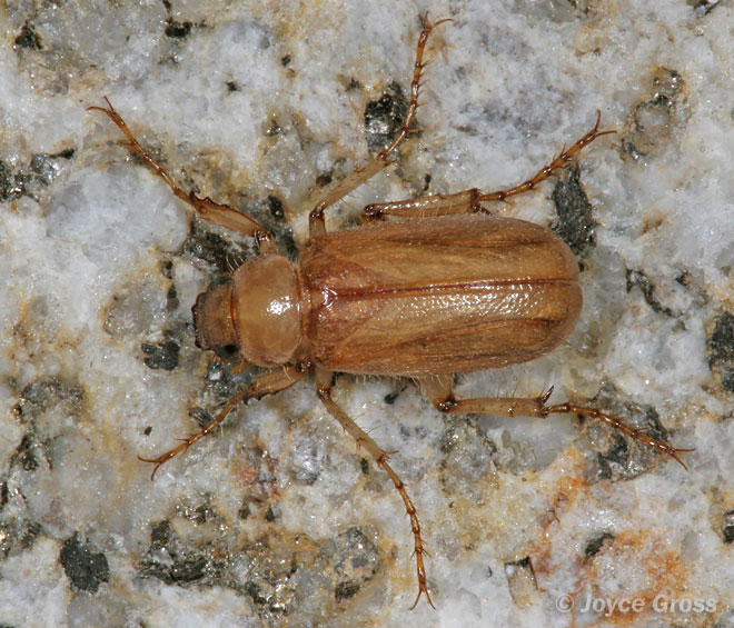Coenonycha lurida
