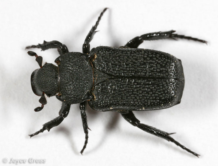 Cremastocheilus armatus montanus