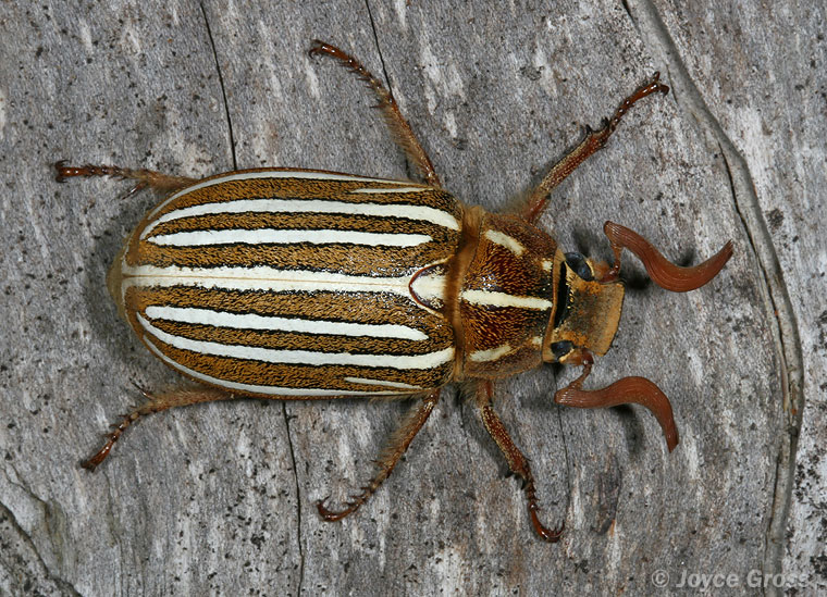 Polyphylla decemlineata