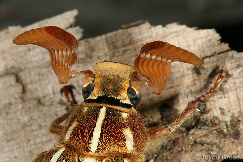 Polyphylla decemlineata