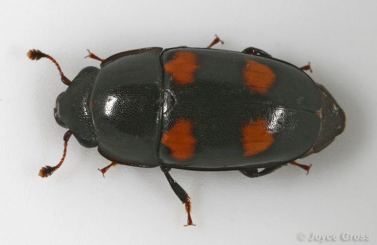 Glischrochilus obtusus