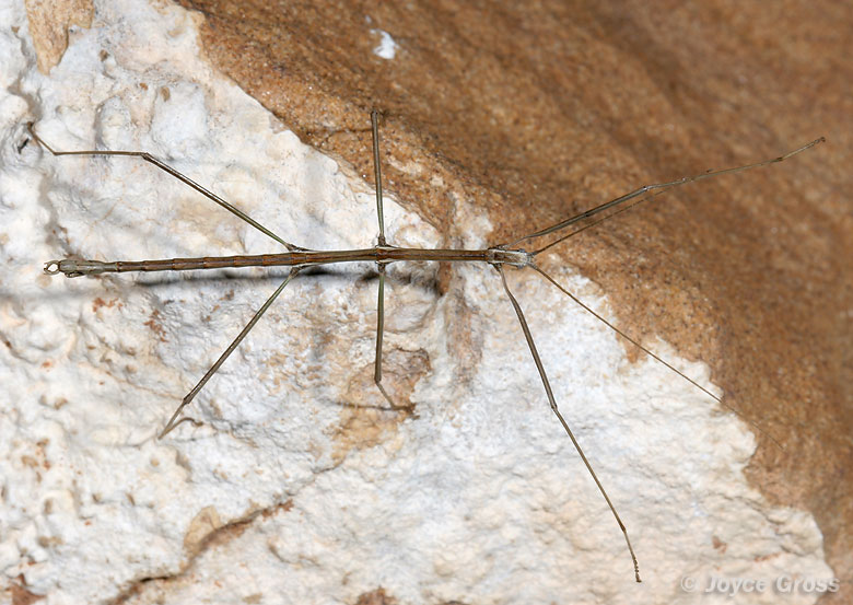 Pseudosermyle stramineus