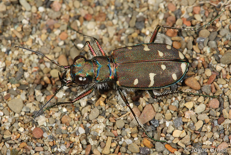Cicindela oregona