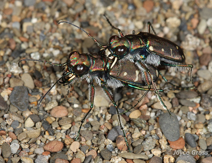 Cicindela oregona
