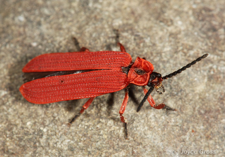 Dictyoptera simplicipes