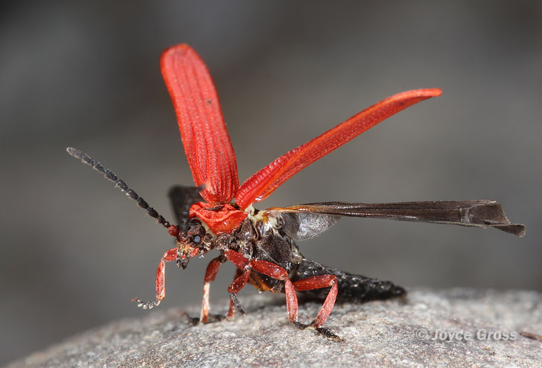 Dictyoptera simplicipes