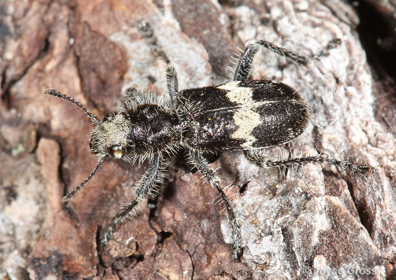 Enoclerus sphegeus