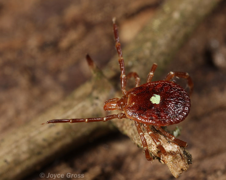 Amblyomma americanum