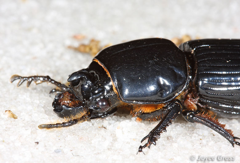 Odontotaenius disjunctus