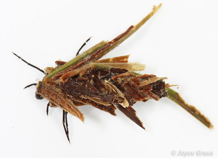 Dicosmoecus gilvipes