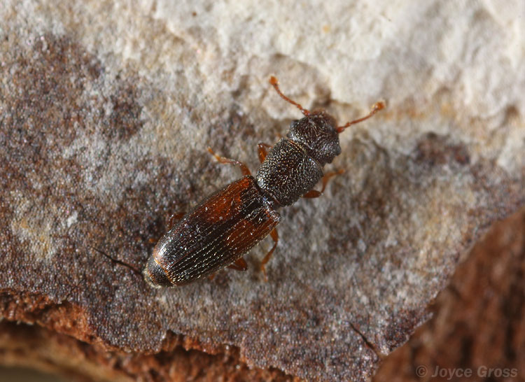Hesperobaenus abbreviatus