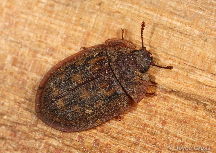 Peltis septentrionalis