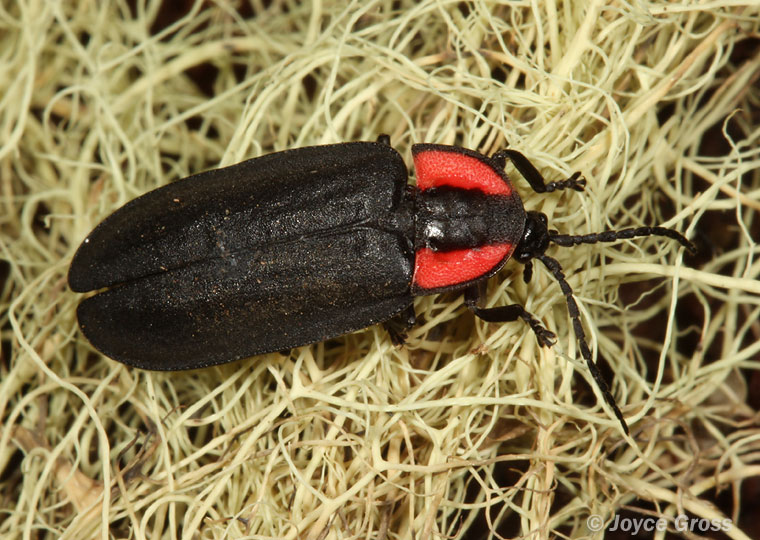 Ellychnia californica