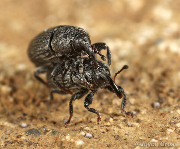 Mecinus pyraster