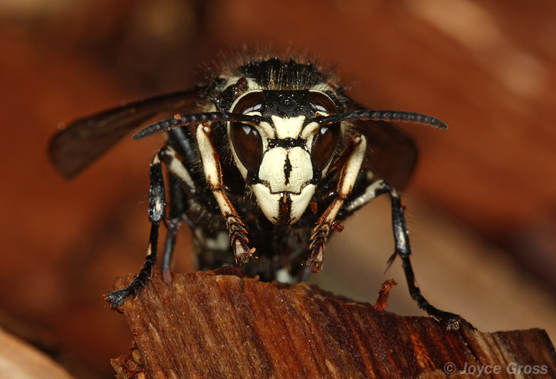 Dolichovespula maculata