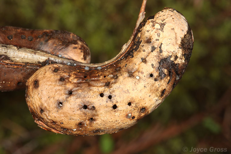 Disholandricus reniformis