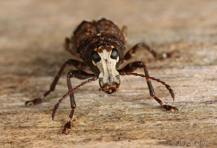 Eurymycter tricarinatus