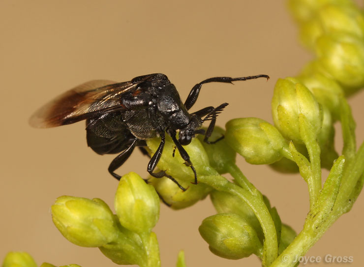 Ripiphorus sp.