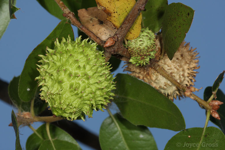 Amphibolips quercuspomiformis