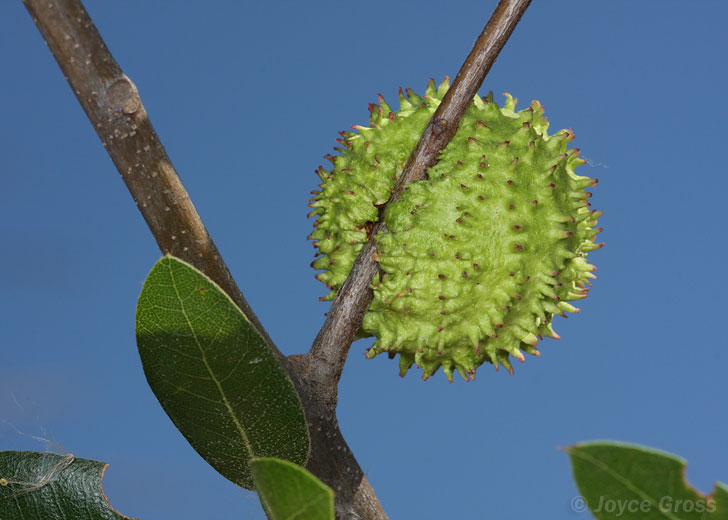 Amphibolips quercuspomiformis