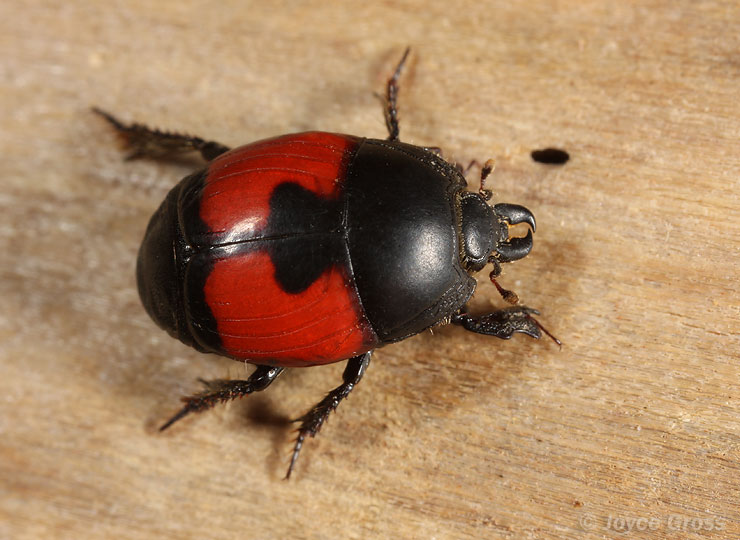 Spilodiscus sellatus