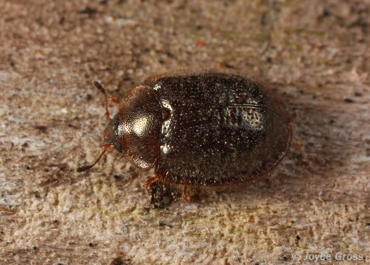 Thymalus marginicollis
