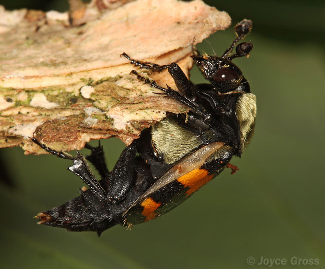 Nicrophorus tomentosus