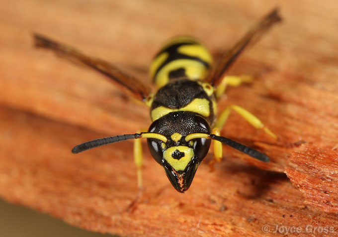 Ancistrocerus catskill