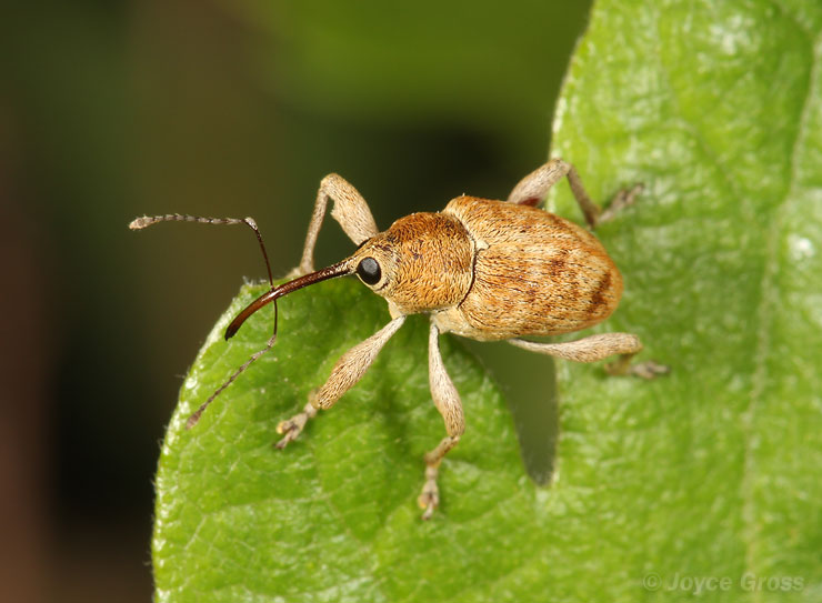 Curculio sp.