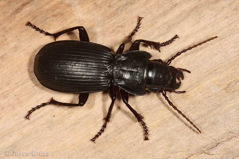 Pterostichus lama