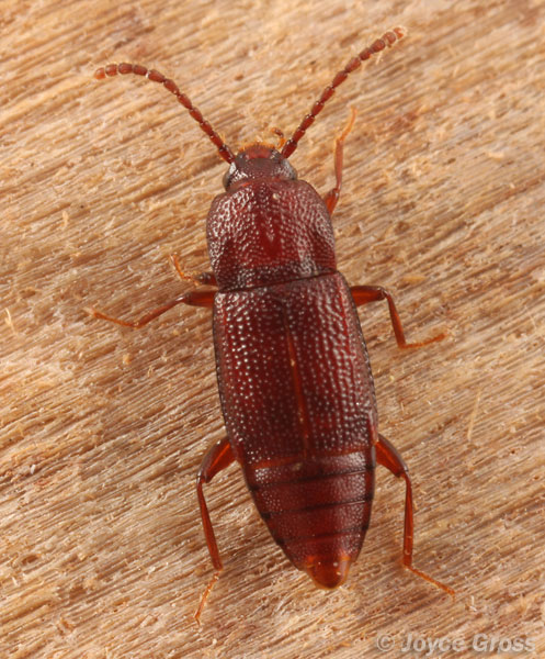 Trigonurus sp.