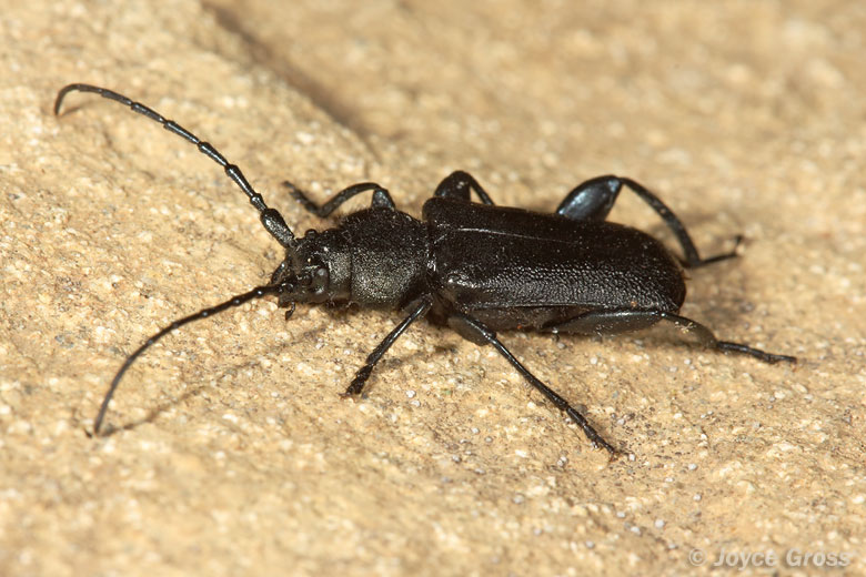 Callidium pseudotsugae