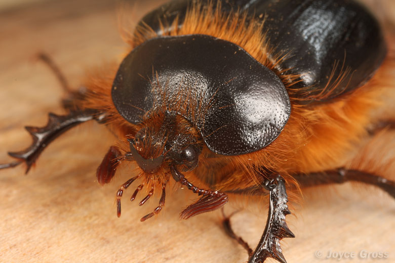 Pleocoma behrensi