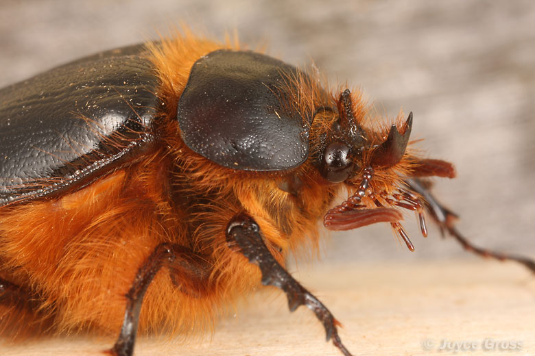 Pleocoma behrensi