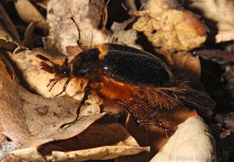 Pleocoma behrensi