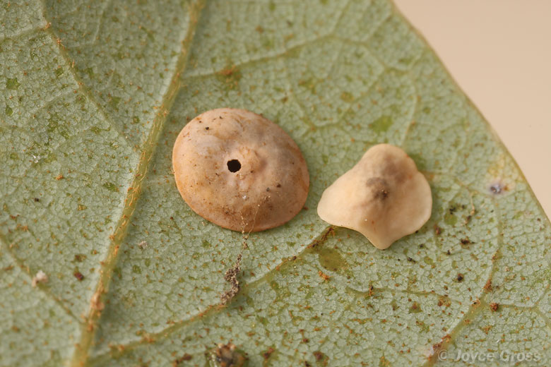 Paracraspis guadaloupensis