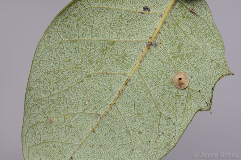 Paracraspis guadaloupensis