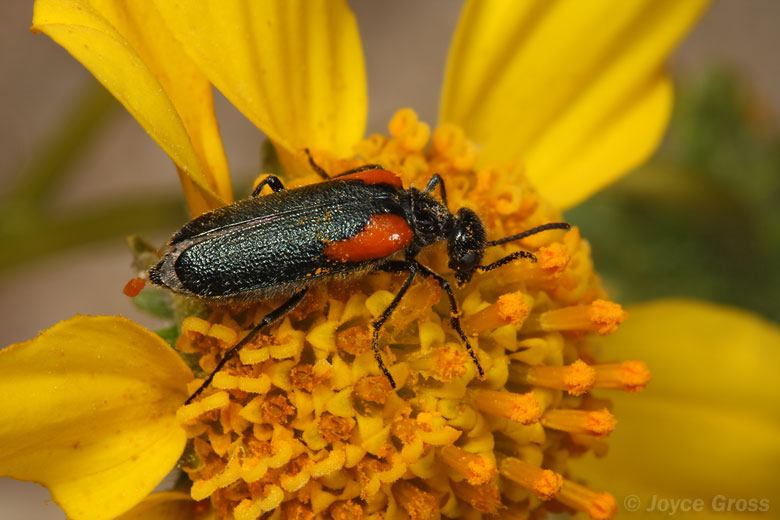 Eupompha elegans elegans