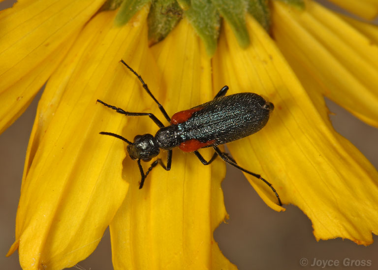 Eupompha elegans elegans