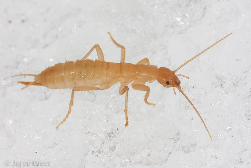 Grylloblatta sp.