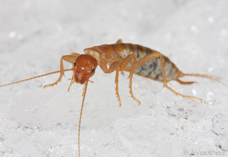 Grylloblatta bifratrilecta