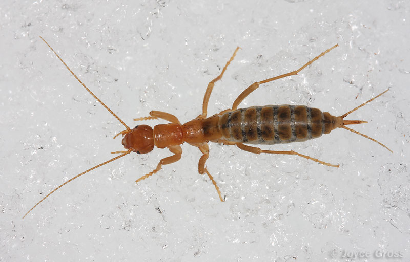 Grylloblatta bifratrilecta