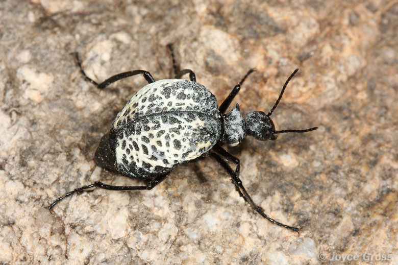 Cysteodemus armatus