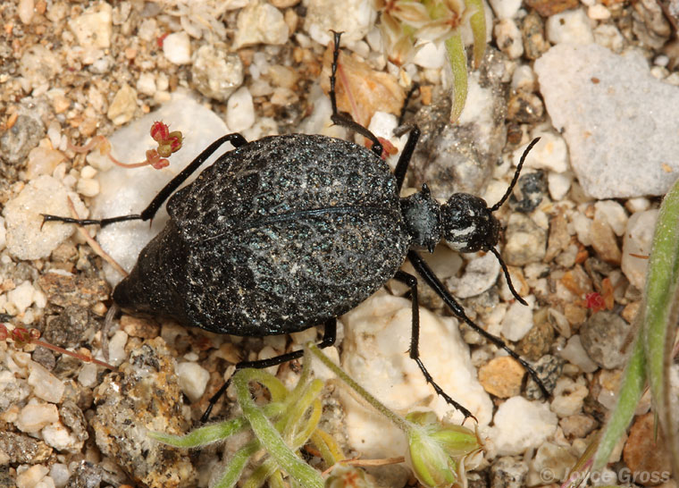 Cysteodemus armatus