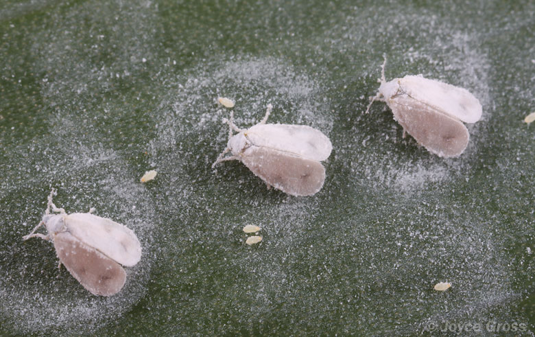 Aleyrodes spiroeoides